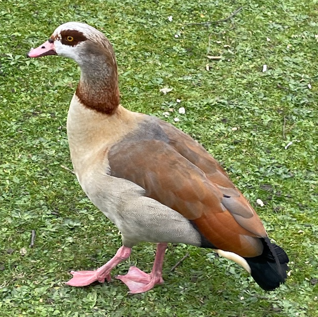Egyptian Goose in the Park. Not a duck, not a goose.